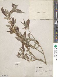 Salix lutea image