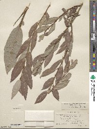 Salix lutea image