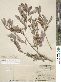 Salix lutea image