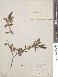 Salix lutea image