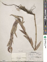 Salix lutea image