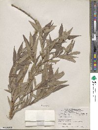 Salix lutea image