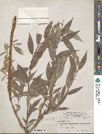 Salix lutea image