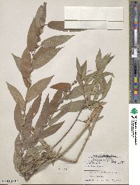 Salix lutea image