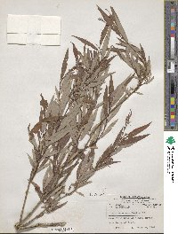 Salix lutea image