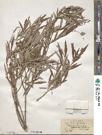 Salix lutea image