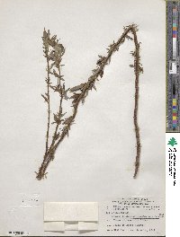 Salix lutea image