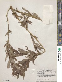 Salix lutea image