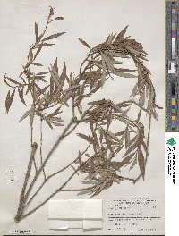 Salix lutea image