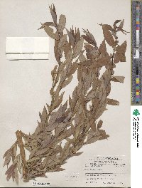 Salix lutea image