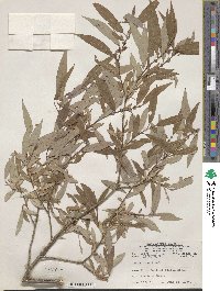 Salix lutea image