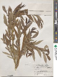 Salix lutea image