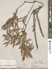 Salix lutea image