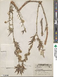 Salix lutea image