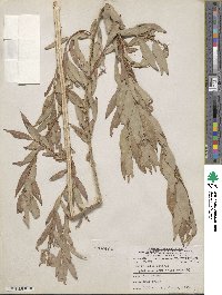 Salix lutea image