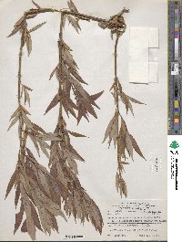 Salix lutea image