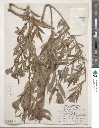 Salix lutea image