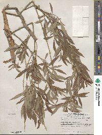 Salix lutea image