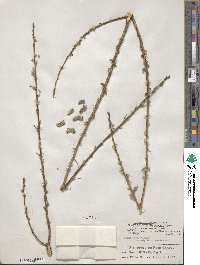 Salix lutea image