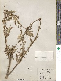 Salix lutea image