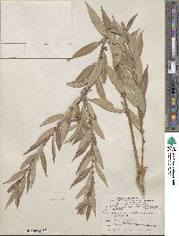 Salix lutea image