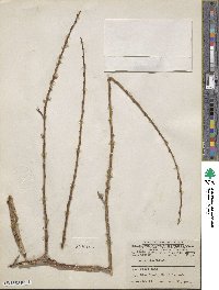 Salix lutea image