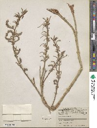 Salix lutea image