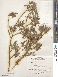 Salix lutea image