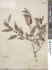 Salix lutea image