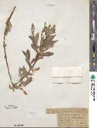 Salix lutea image