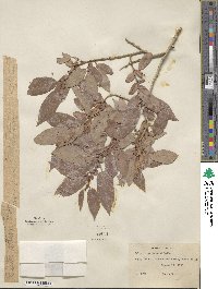 Salix lutea image