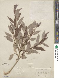 Salix lutea image