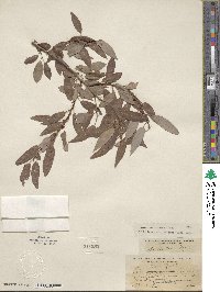 Salix lutea image