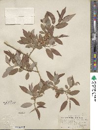 Salix lutea image