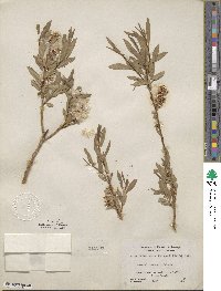 Salix lutea image