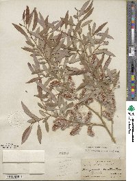 Salix lutea image