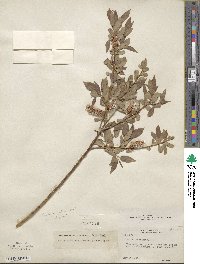 Salix lutea image