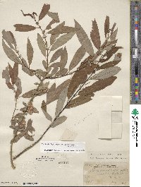 Salix lutea image