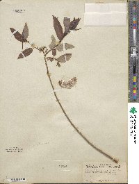 Salix lutea image