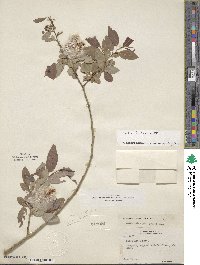 Salix lutea image