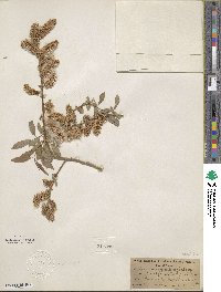 Salix lutea image