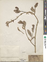 Salix lutea image