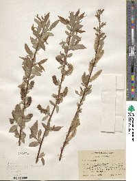 Salix lutea image