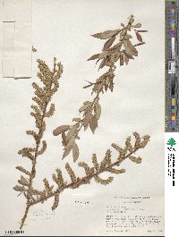 Salix lutea image