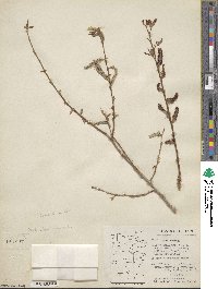 Salix lutea image