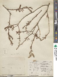 Salix lutea image