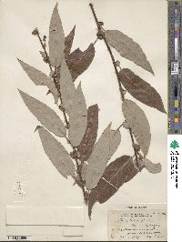 Salix lutea image