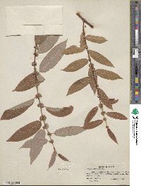 Salix lutea image