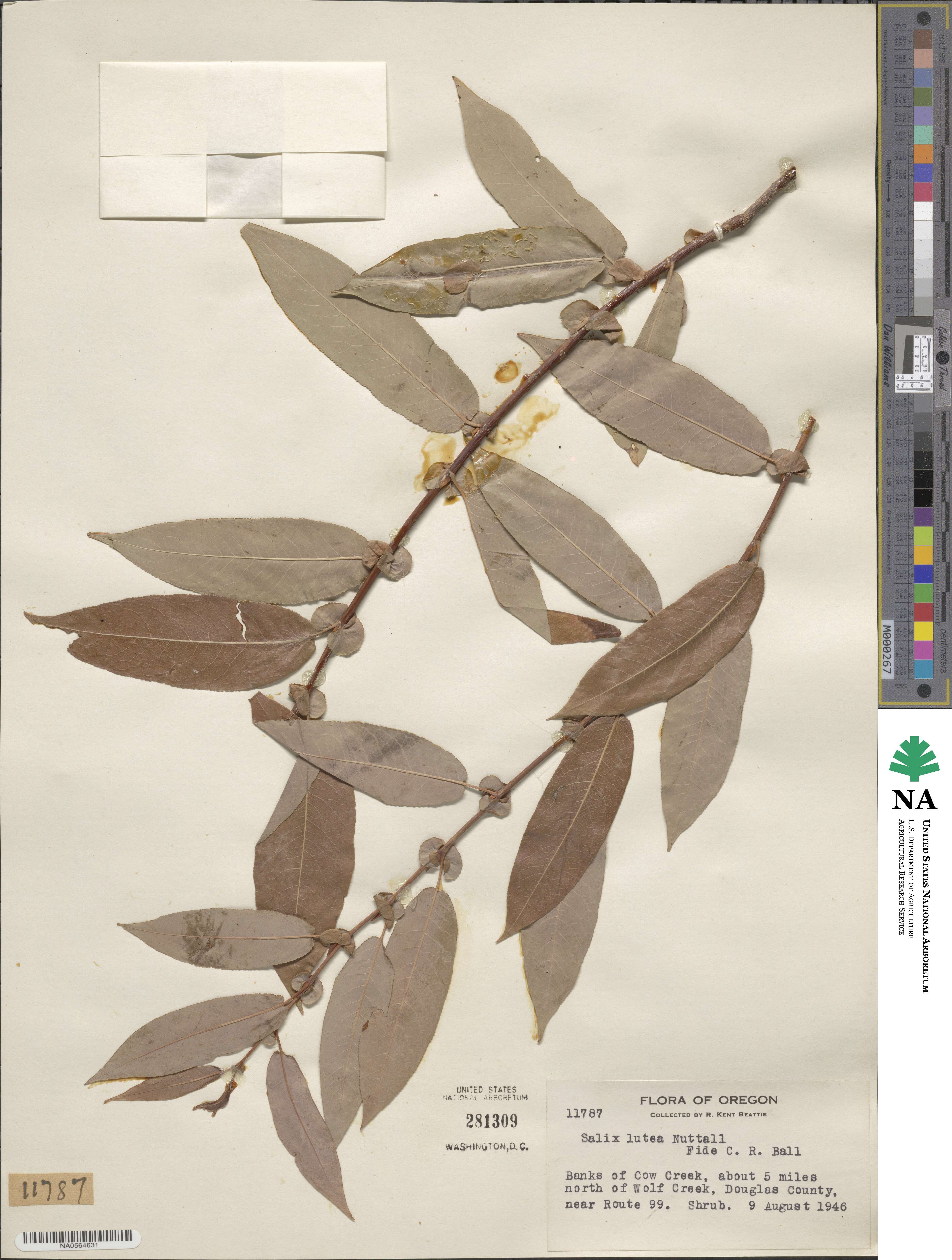 Salix lutea image