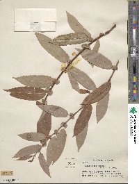 Salix lutea image